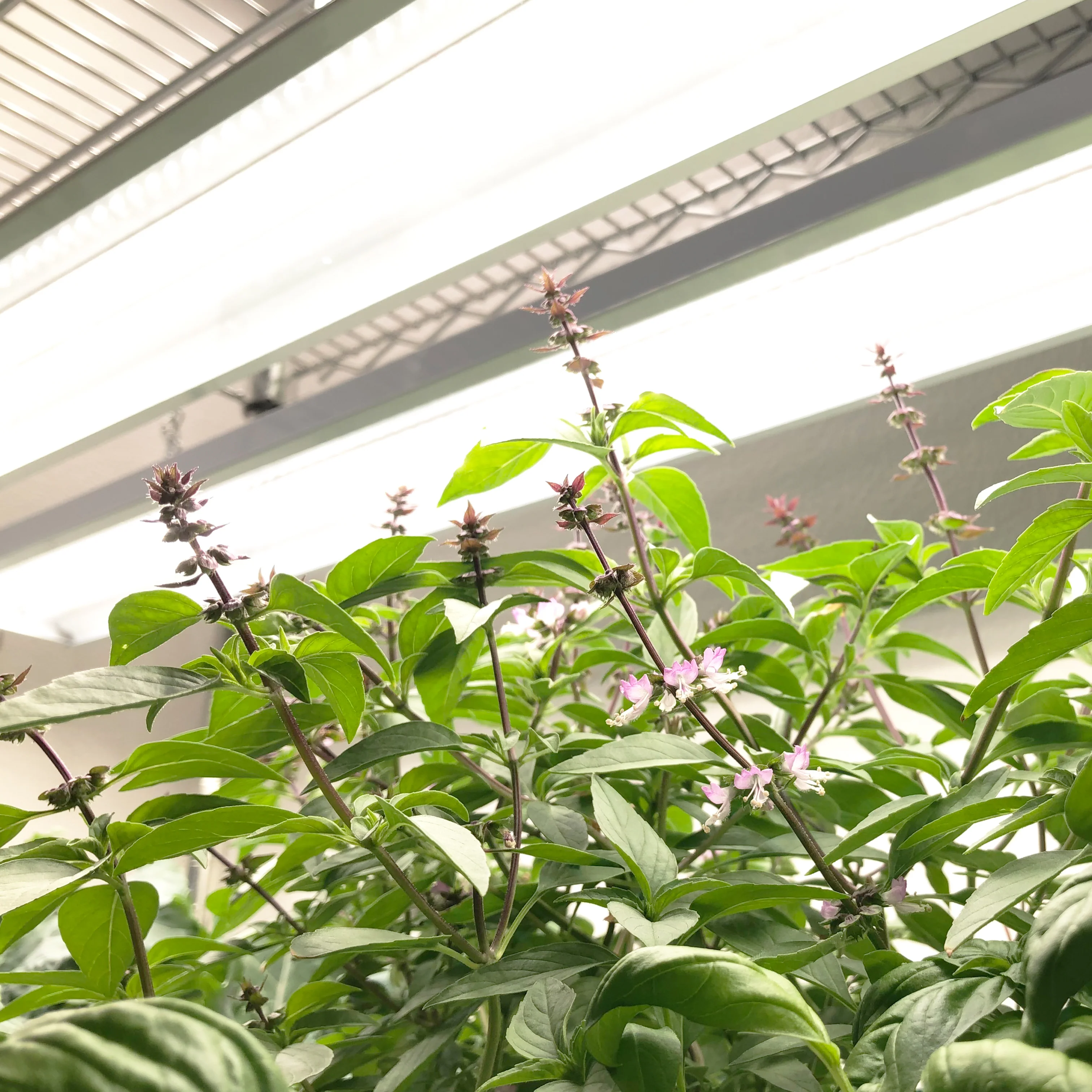 PhotonBlast™ LED Grow Light Fixture - Image 6