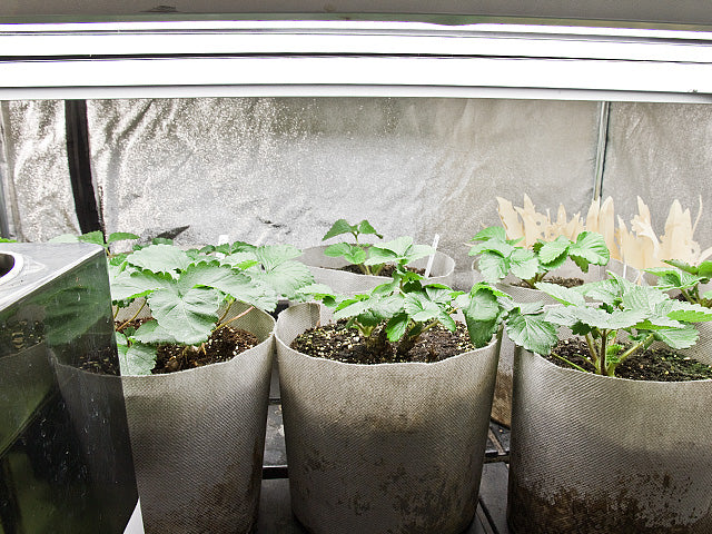 PhotonTube™ T8 LED Grow Light Tube for Horticulture - Image 5